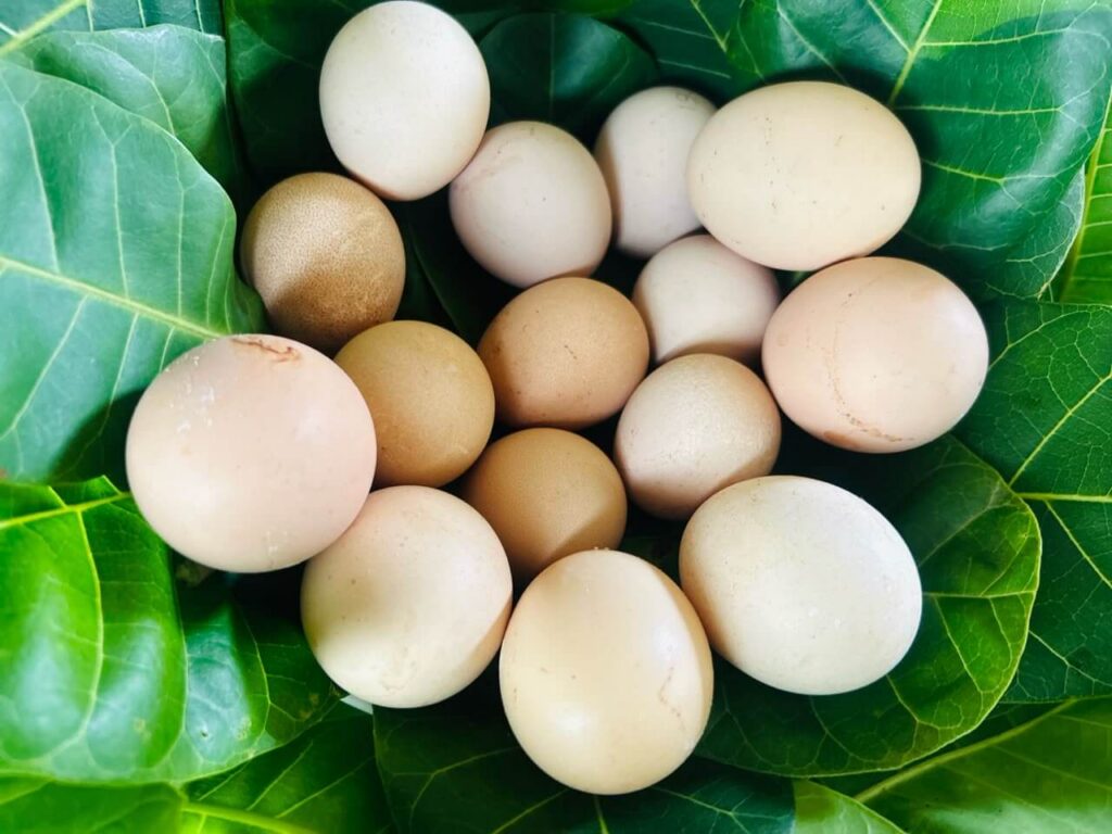 15 eggs resting in green leaves. Eggs vary in size and colour from off-white to pale brown.