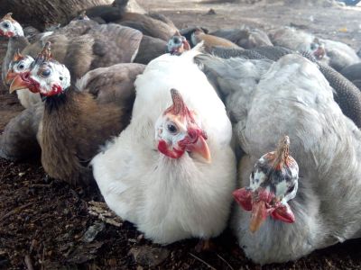 Group of guinea fowl sitting close together including brown, white, gray, and black with white spots