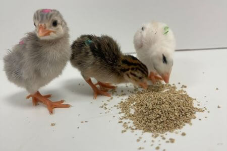 3 guinea fowl keets - one gray, one brown, one white, eating with white floor and white wall in background